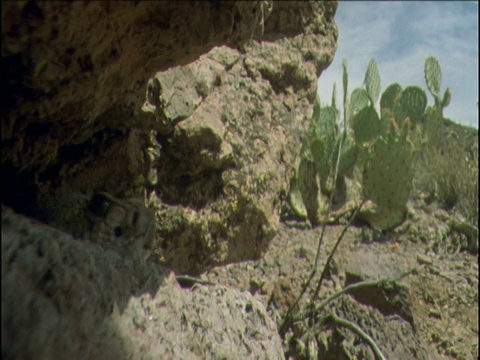 亚利桑那州沙漠中的响尾蛇从岩石缝隙中滑出视频素材