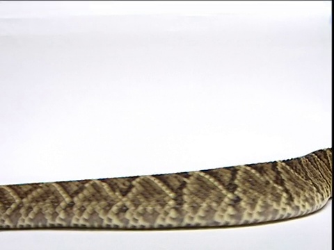 响尾蛇在白色的背景下滑行而过视频素材