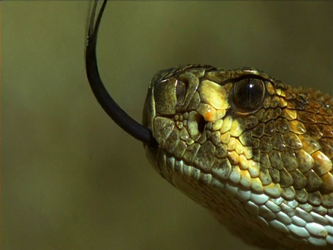 美国，响尾蛇伸出分叉的舌头视频素材