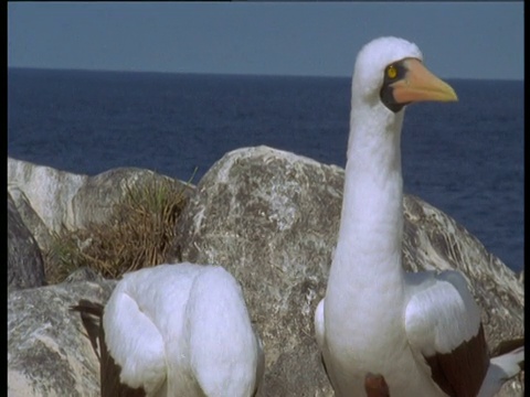 加拉帕戈斯群岛的纳斯卡鲣鸟视频素材