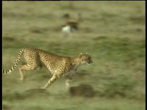 猎豹在大草原上奔跑，周围是斑马和汤姆森瞪羚。视频下载