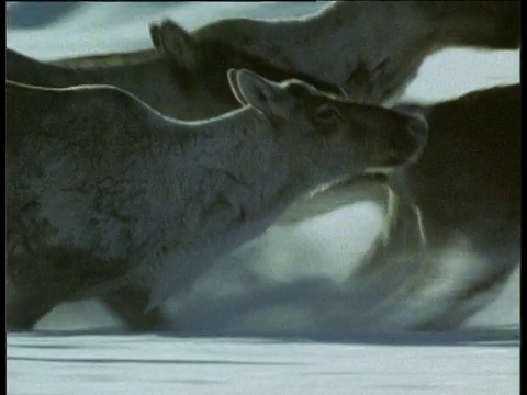 脚印正好跟在一群驯鹿在厚厚的雪地里奔跑的后面视频下载