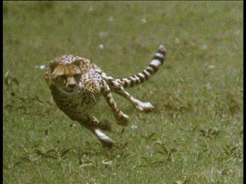 猎豹在草丛中奔跑，追逐着什么视频下载
