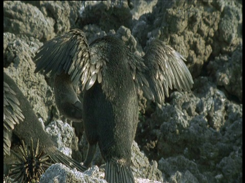 不能飞的鸬鹚喙，加拉帕戈斯群岛视频下载