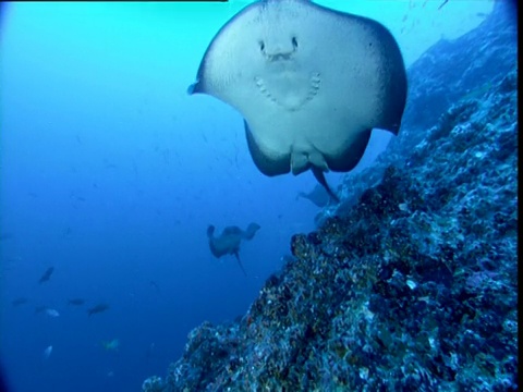 哥斯达黎加科科斯岛，大理石鱼游过海山向照相机游去视频下载