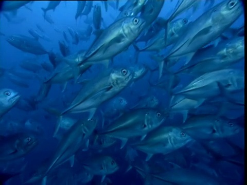 杰克鱼群游过镜头，哥斯达黎加的科科斯岛视频素材