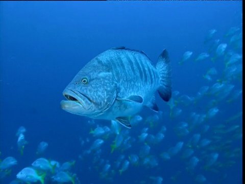 哥斯达黎加科科斯岛，沙鳍石斑鱼的脸，背景中有一群黄尾鱼视频下载