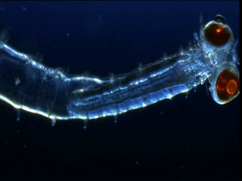 潘留下了长时间蠕动的浮游蠕虫，百慕大视频下载
