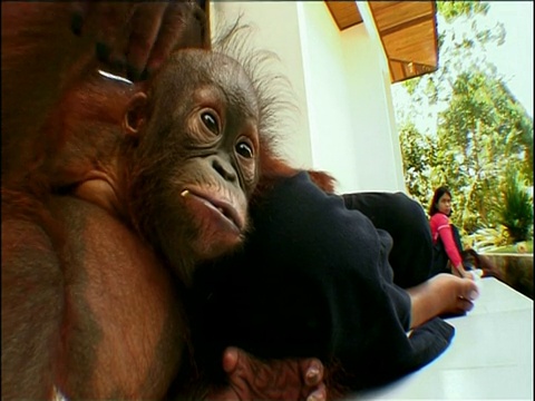 在婆罗洲丹戎普丁自然保护区，年轻的猩猩孤儿坐在一名妇女旁边视频下载