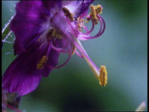 天竺葵花朵相继开放，雄蕊和柱头相继成熟视频下载