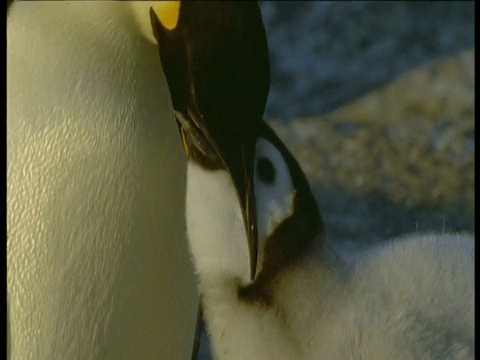 南极洲特若诺瓦湾，帝企鹅在喂养幼崽视频素材