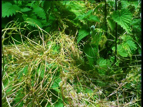 扭曲的寄生菟丝子茎覆盖荨麻patch，英国视频下载