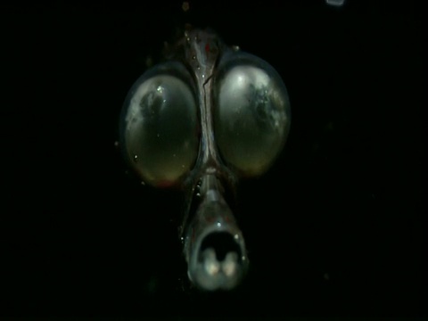 柱头水母瞪大的眼睛在黑色的海洋中忽隐忽闪视频下载
