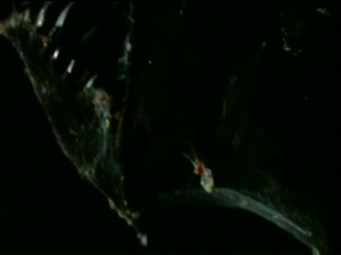 从深海琵琶鱼的白色触须向上倾斜到下颚视频素材