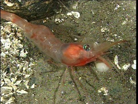 大虾边缘远离相机，索尼峡湾视频下载