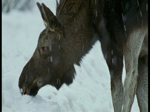 阿拉斯加安克雷奇，驼鹿在雪地里觅食视频下载