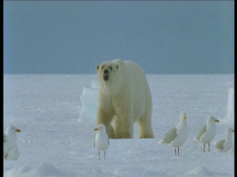 加拿大griise峡湾，北极熊走向摄像机，然后用后腿站立，然后掉下来走向海鸥视频下载