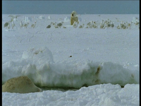 加拿大格赖斯峡湾，当北极熊向白鲸靠近时，白鲸群出现在呼吸孔中视频下载
