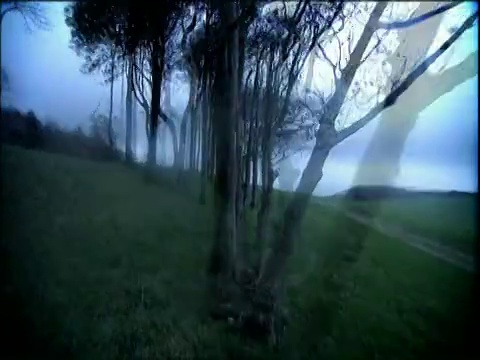 手持摄像机在薄雾笼罩的光秃秃的树木下旋转和奔跑视频下载