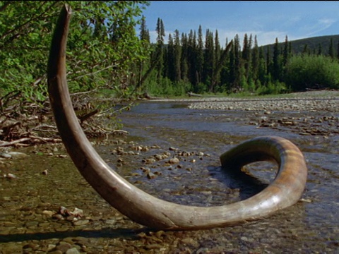 冰河时代从象牙化石到猛犸象的转变，北美视频素材