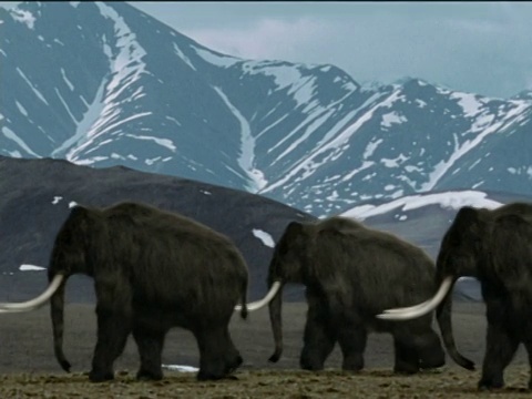 北美，三只猛犸象在山前行走视频素材