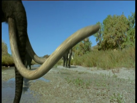 美国，一群猛犸象在河边散步视频素材