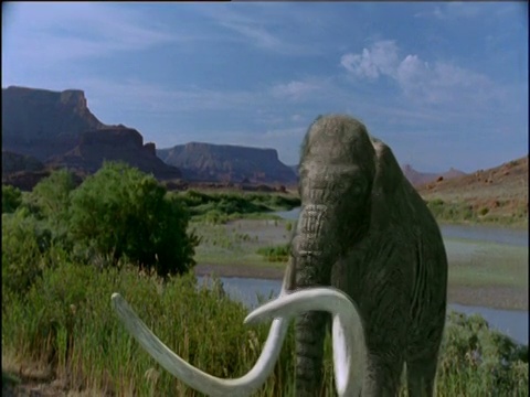 猛犸象走过美国河谷视频素材