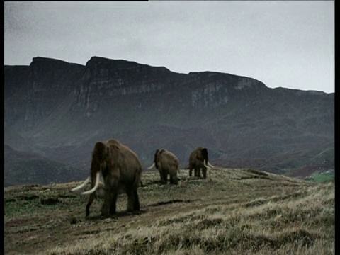 三只猛犸象后面有座山，在北美视频素材