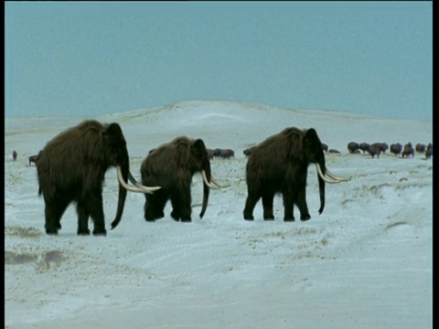 北美，猛犸象和野牛行走在冰雪覆盖的苔原上视频下载