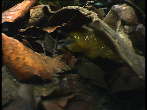 黄色的蛞蝓在落叶层中滑行视频下载