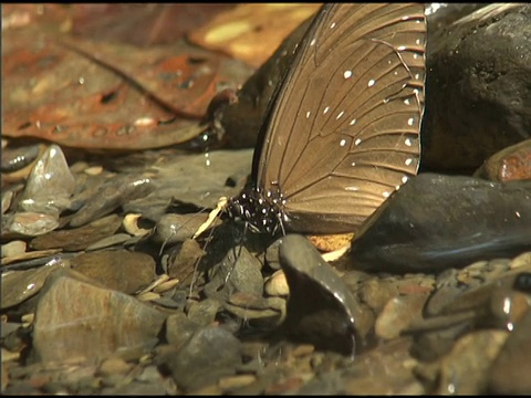 一对紫色的乌鸦蝴蝶在小溪里喝水视频下载