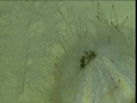 海胆在开曼群岛的海床上行走视频下载