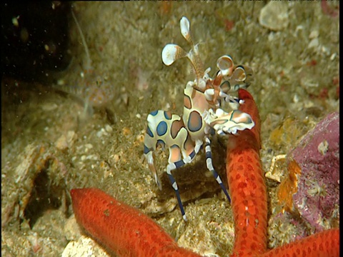 海星上的小丑虾，普吉岛视频下载