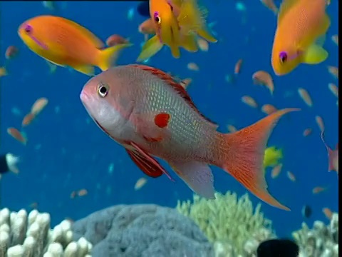 红海蓝色水域的一群雄性和雌性角鳞鱼视频下载