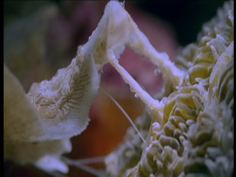 伯利兹，珊瑚靠挤胃来战斗视频下载