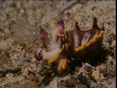 雄性艳丽的墨鱼在穿过巴布亚新几内亚的海床时闪灯视频下载