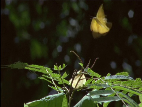 黄蝴蝶飞过来，俯冲轰炸第二只栖息在树叶上的蝴蝶视频下载