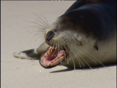 海狮幼崽躺在白色的沙滩上，闭着眼睛打了个呵欠，然后迅速地走到袋鼠岛视频素材