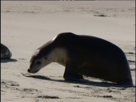 海狮站起来，跑过白色的沙滩，瘫倒在一个舒适的位置袋鼠岛澳大利亚视频素材
