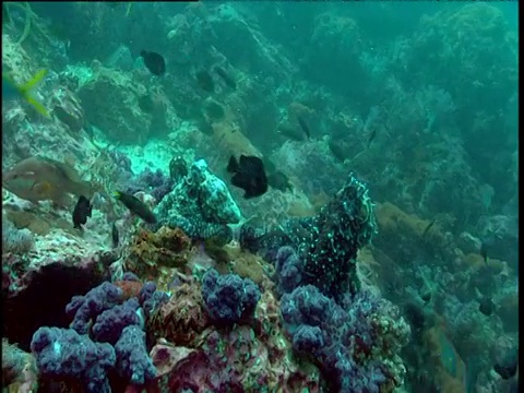 在普吉岛暗礁上交配的伪装章鱼周围游动的暗礁鱼视频下载
