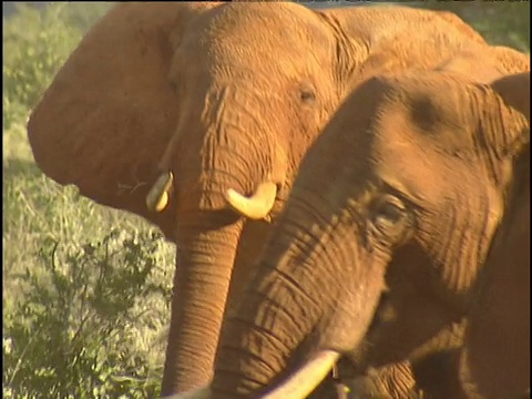 一只大象严肃地摇着头，拍打着耳朵另一只大象走在察沃西部国家公园前面视频素材