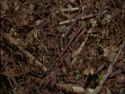 日本虎杖从落叶堆中拔地而起，直冲云霄视频素材