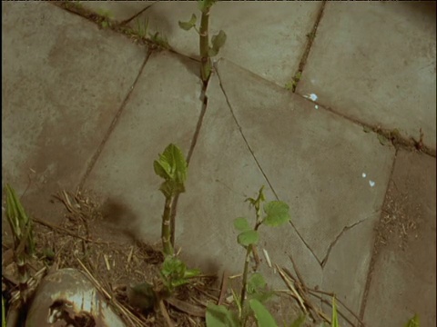 日本虎杖在春天突破铺路板视频素材