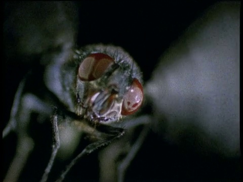 在黑色的背景下，苍蝇在飞视频下载