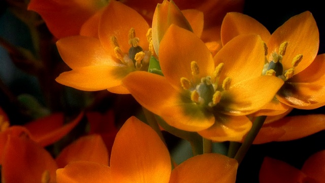 一束美丽的橙三叶开花的时间。高清。视频素材