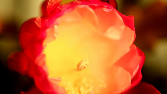 一朵郁金香在一段时间里绽放，高清版。视频素材