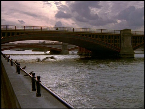鸽子在伦敦泰晤士河上空飞翔，背景是桥视频素材