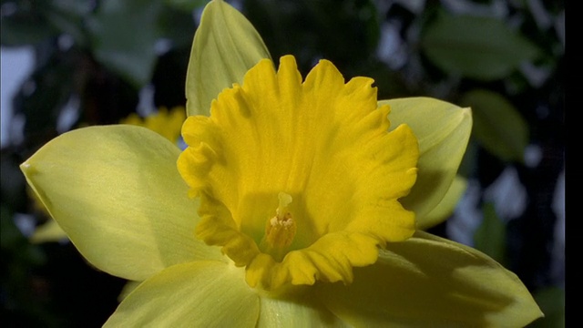 黄色的水仙花盛开可在高清。视频下载