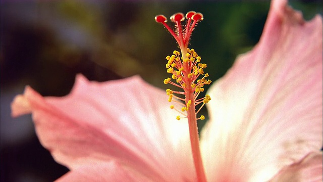 粉红色木槿的柱头和花粉，因为它开花。视频下载