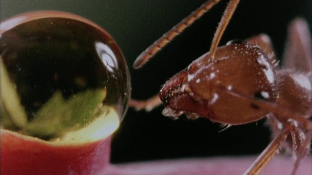 蚂蚁从水滴中喝水视频下载